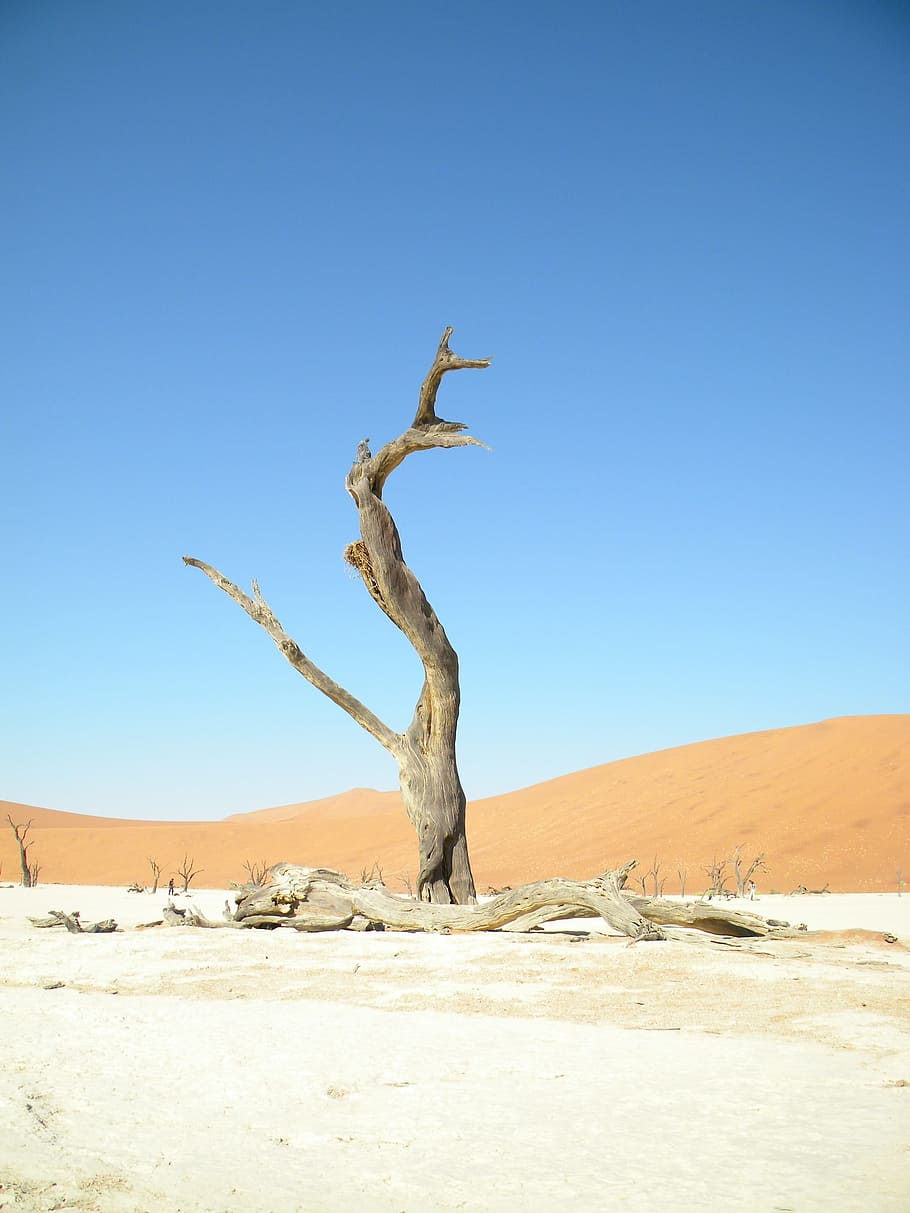 Blue, Sky, Namibia, Namib, Sossusvlei, blue, sky, dead, tree, grey, red