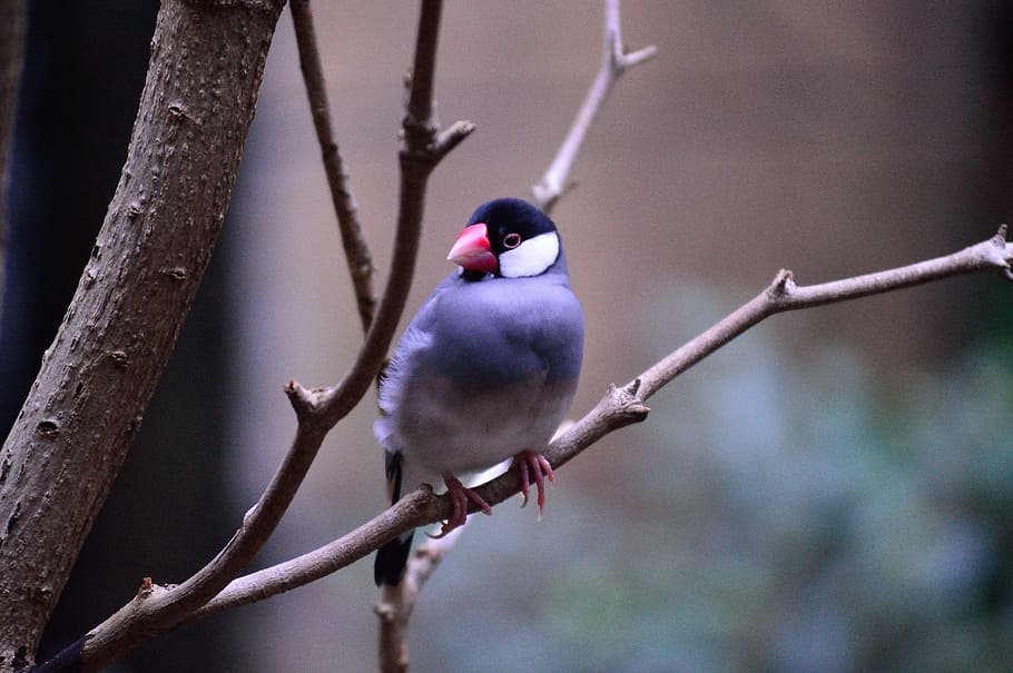 perched, branch, Java Sparrow, Bird, Exotic, Colorful, fly, wings, feather, wildlife