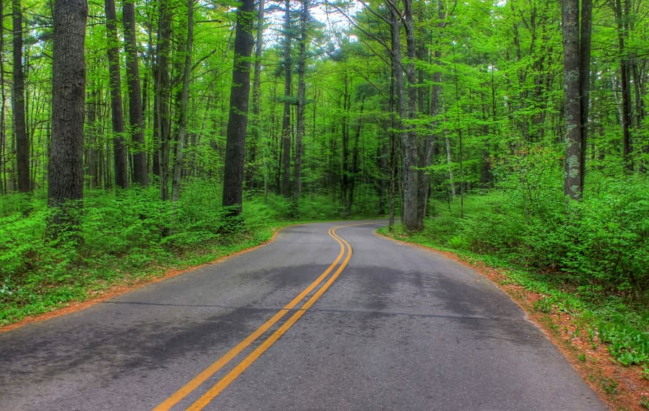 road, council grounds, Road to, to Council, forest, wisconsin, nature, tree, landscape, outdoors
