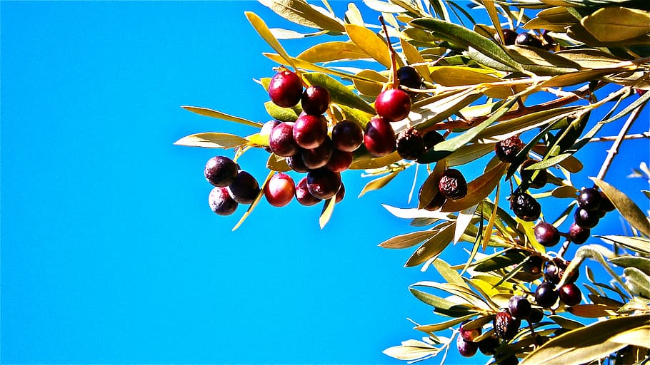 photography, fruit tree, calm, sky, olives, olivas, fruit, tree, olive, vegetable