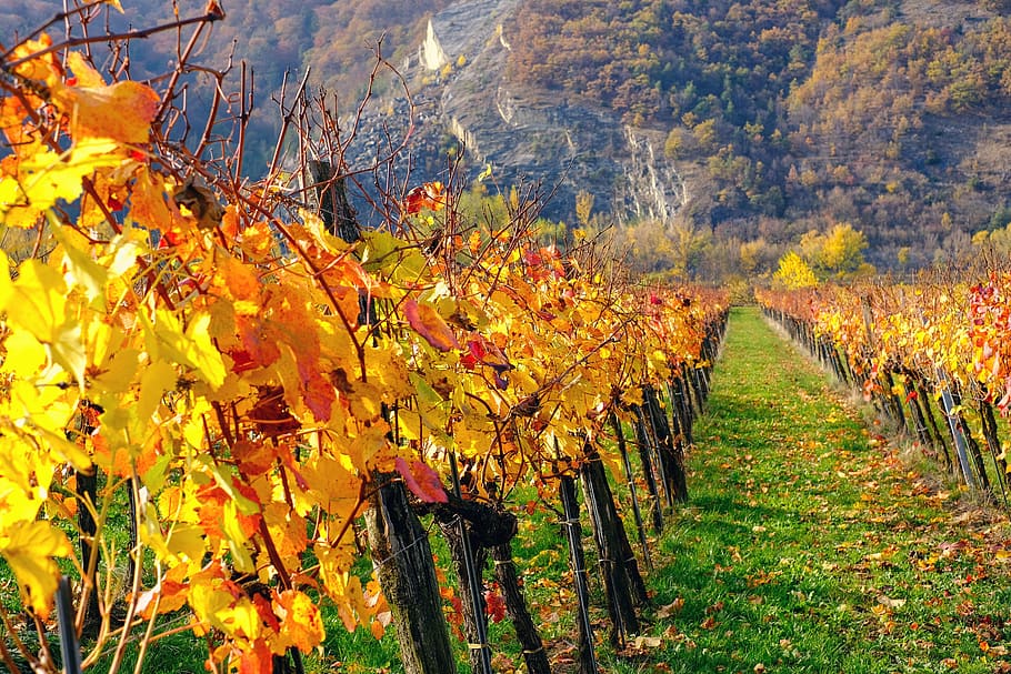 nature, landscape, autumn, autumn landscape, autumn colours, vines, foliage discoloration, change, plant, vineyard