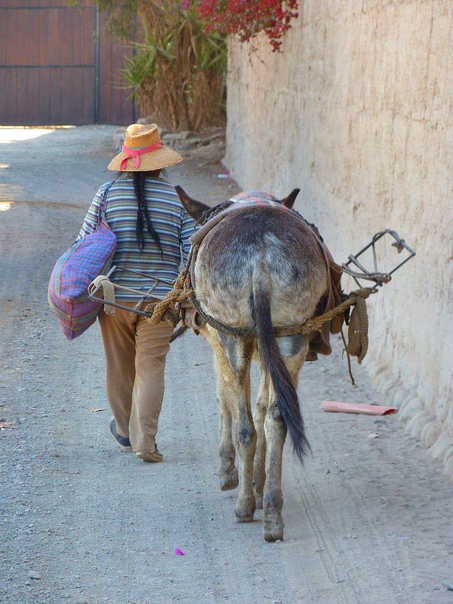 peruano, burro, último, bestia de carga, animal, perú, nazca, trabajo, caballo, culturas