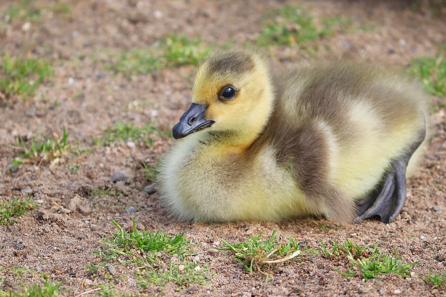 chicks, young, young birds, canada goose, branta canadensis, water bird, plumage, fluff, feather, spring
