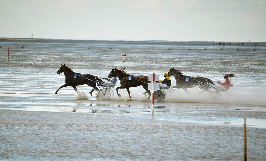 Horses, Watts, Race, North Sea, Duhnen, watts race, sea, beach, running, water