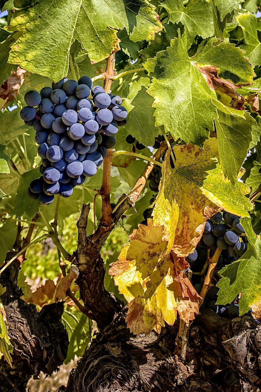 grape, cluster, vine, vineyard, vine leaves, cep, fruit, leaf, plant part, healthy eating