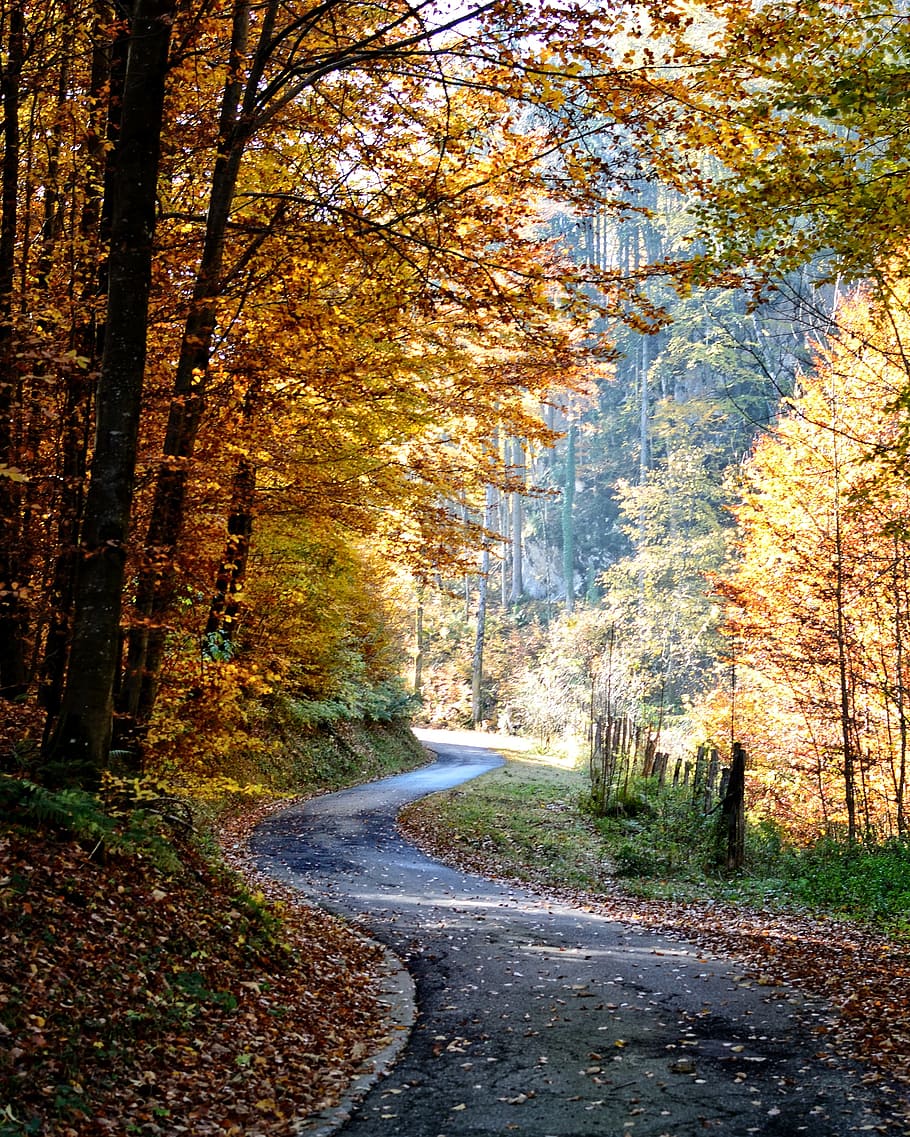 carretera, árboles de otoño, otoño, lejos, bosque, árboles, naturaleza, hojas, amarillo, rojo