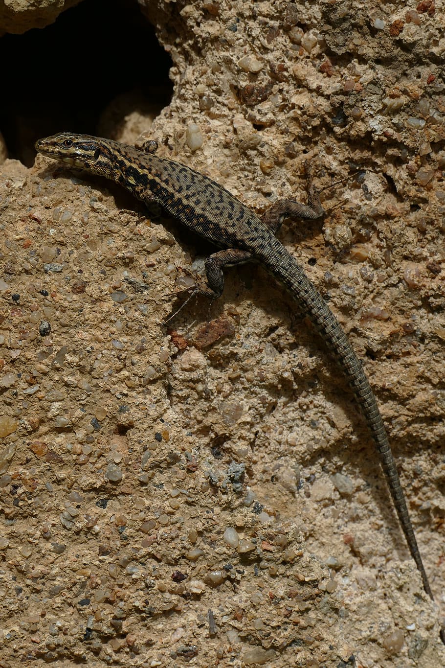 salamander, amphibian, animal, fauna, camouflage, alert, hollow, wall, grab, climbing