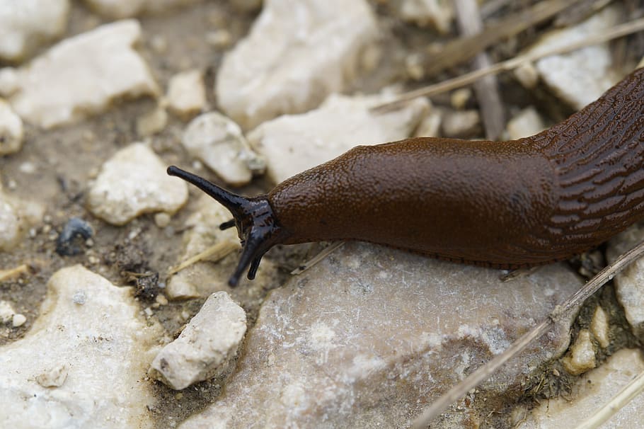 slug, snail, crawl, away, slowly, mollusk, brown, close, head, probe