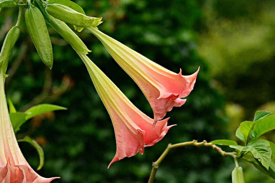 angel's trumpet, flower, plant, brugmansia, deadly nightshade family, poisonous, toxic, solanaceae, petal, foliage