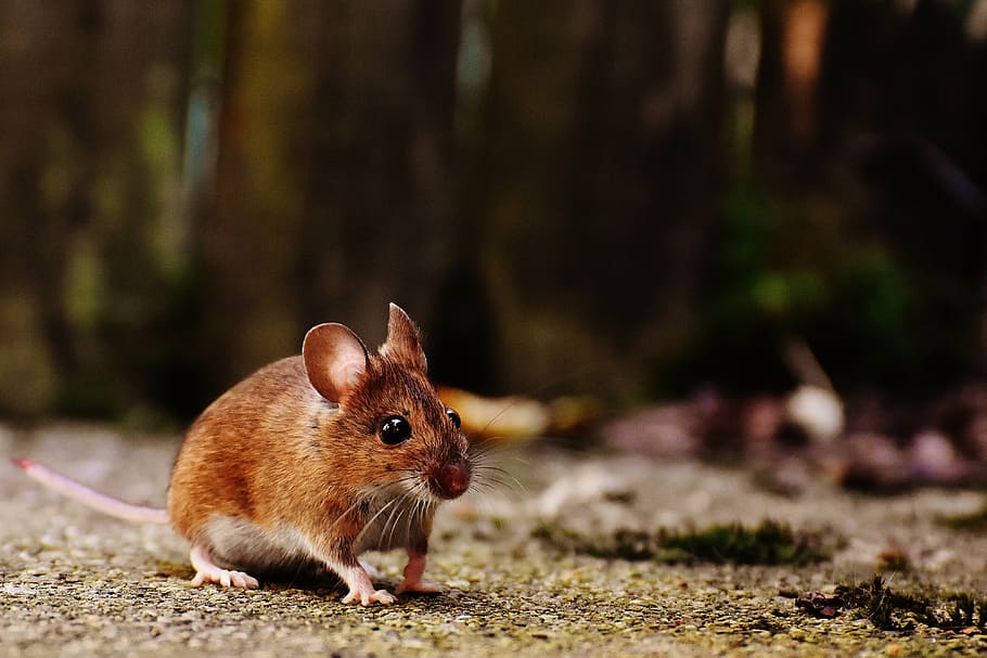 brown, mouse, land, rodent, cute, mammal, nager, nature, animal, wood mouse