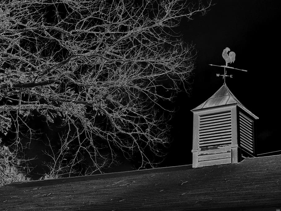 grayscale picture, windvane, roof, withered, tree, weathervane, copula, barn, weather vane, rooster