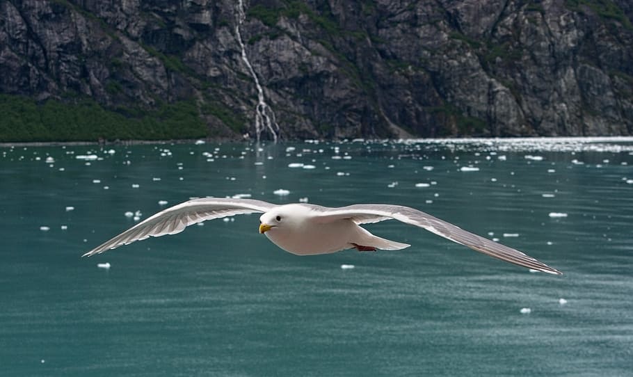 glaucous-winged gull, sea gull, water, nature, sea, outdoors, travel, alaska, glacier bay, animal themes