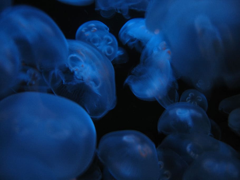 jellyfish, blue, texture, water, nature, ocean, underwater, creature, wildlife, wallpaper
