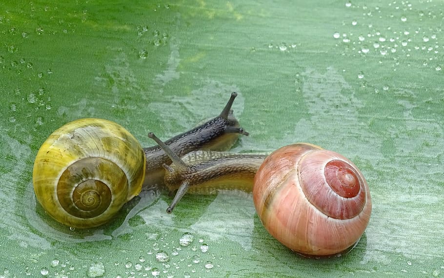 snail, shell, slowly, slimy, bauchfuessler, nature, housing, probe, animal, animal wildlife