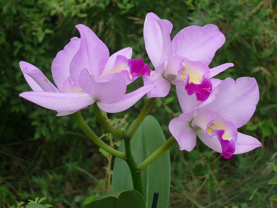 cattleya, orquídea, flor, magnífica, flores, rosa brillante, tropical, planta de interior, alféizar de la ventana, pequeño