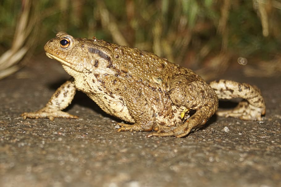 common toad, toad, animal world, amphibian, nature, frog, animal, animal themes, one animal, animal wildlife