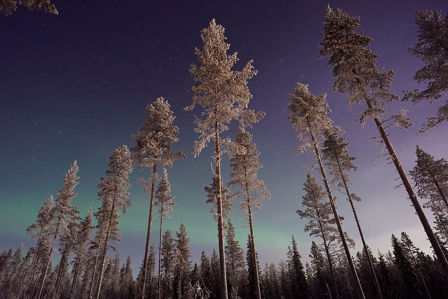 fotografia de ângulo baixo, árvores, céu estrelado, norte, luzes, aurora, céu, planta, natureza, floresta