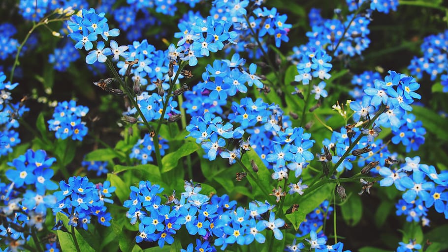 biru, bunga, tanaman, alam, tanaman berbunga, menanam, kerentanan, kerapuhan, keindahan di alam, kesegaran