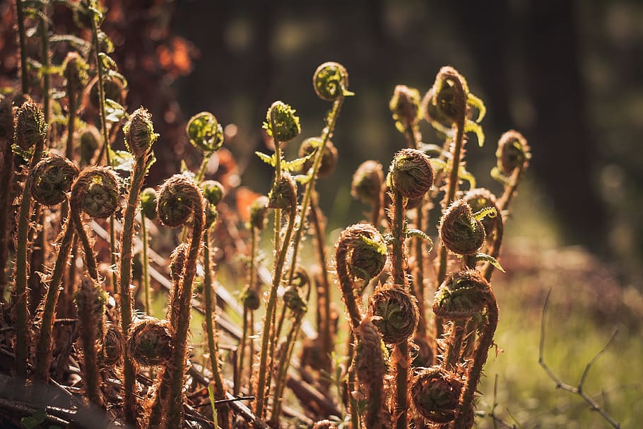 plant, nature, flower, dry, park, wild, the environment, beautiful, summer, fern