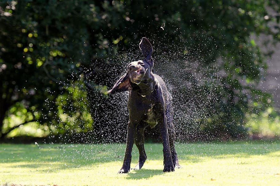 犬, 揺れているイメージ, シュッテンダー犬, ジャーマンショートヘア, 狩猟犬, 水, 1匹の動物, 自然, 水しぶき, 動き
