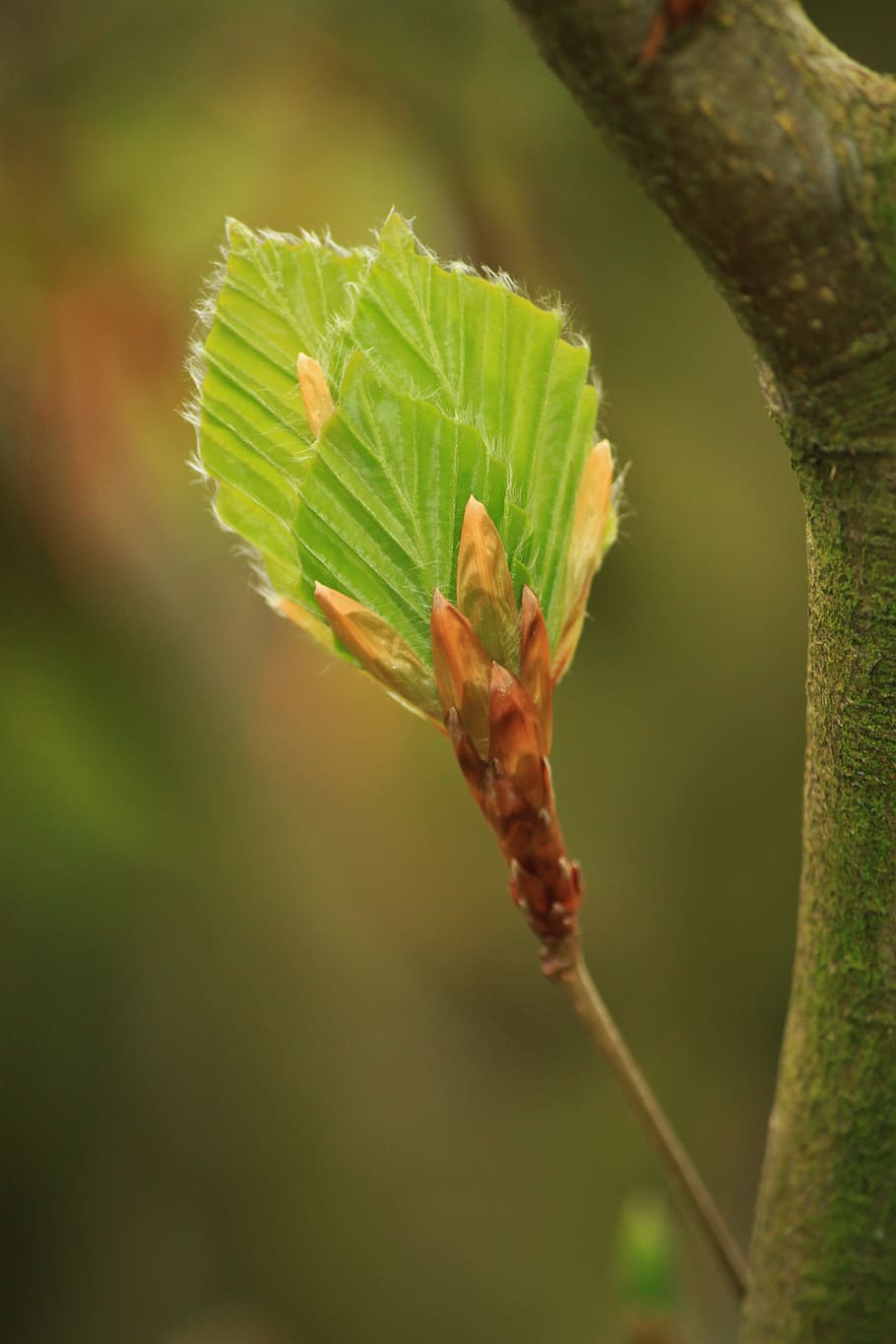 beech, beech leaf, beech leaves, leaves, nature, tree, plant, branch, growth, deciduous tree