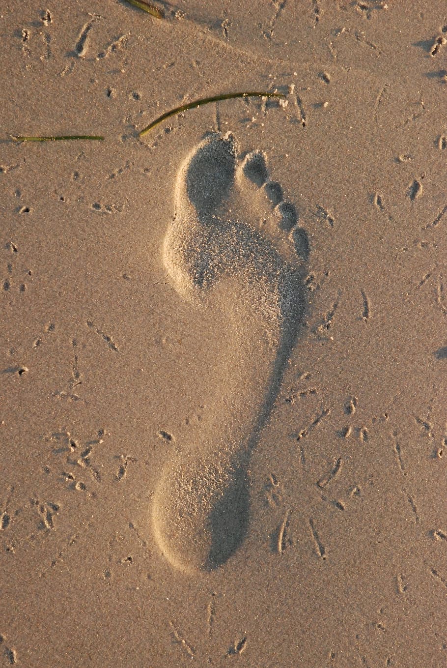 footprint, sand, beach, coast, step, walk, first steps, footprints, land, nature