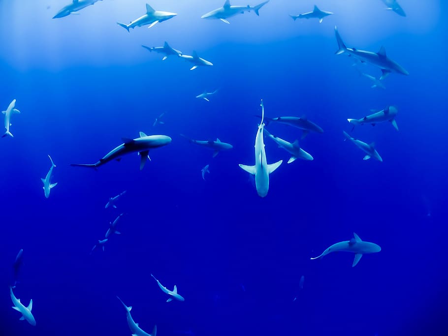 escuela de tiburones, escuela, tiburones, submarino, azul, océano, mar, peces, natación, gran grupo de animales
