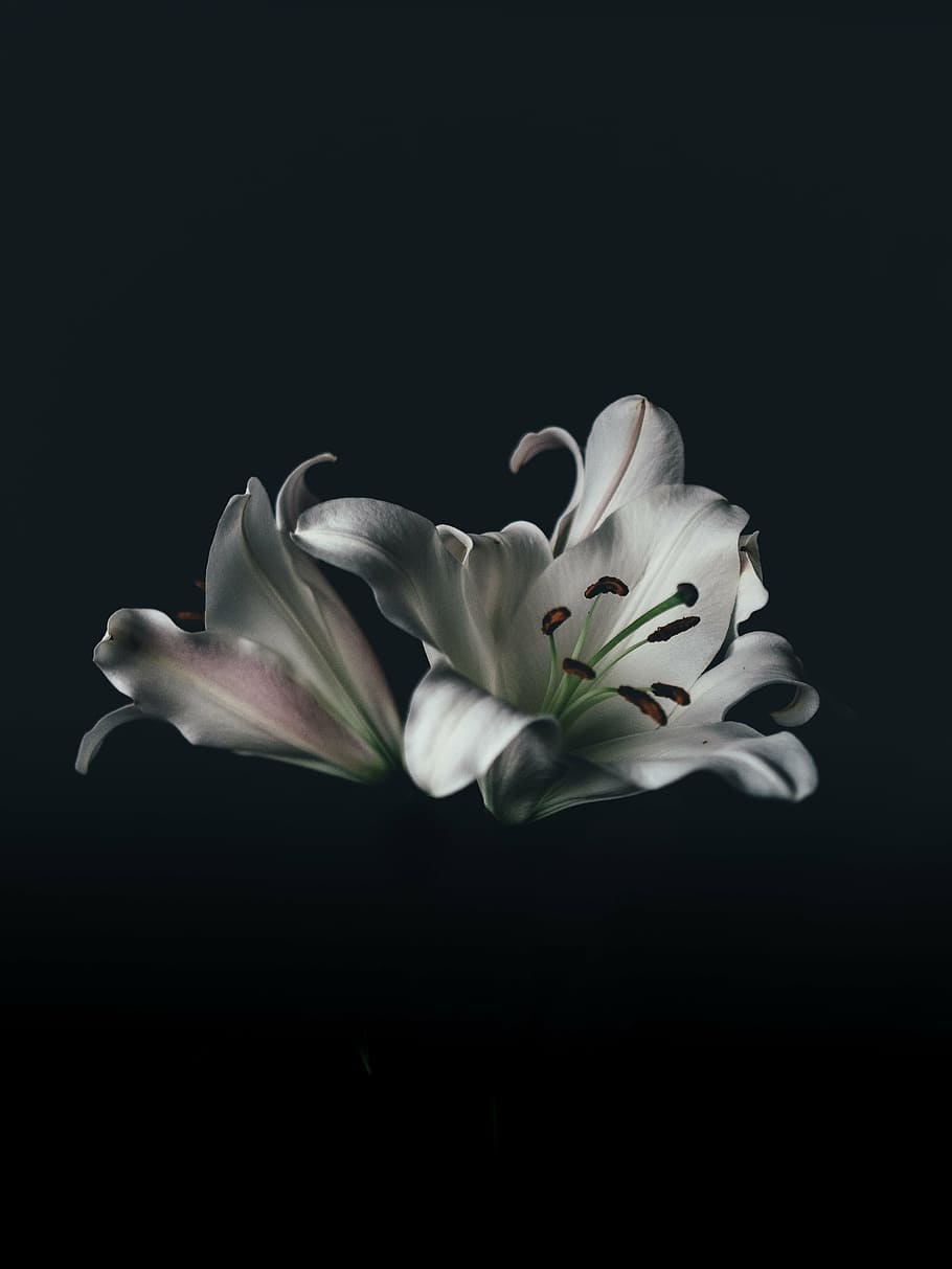 selectivo, fotografía de enfoque, blanco, regio, flor de lirio, flor, naturaleza, desenfoque, bokeh, negro