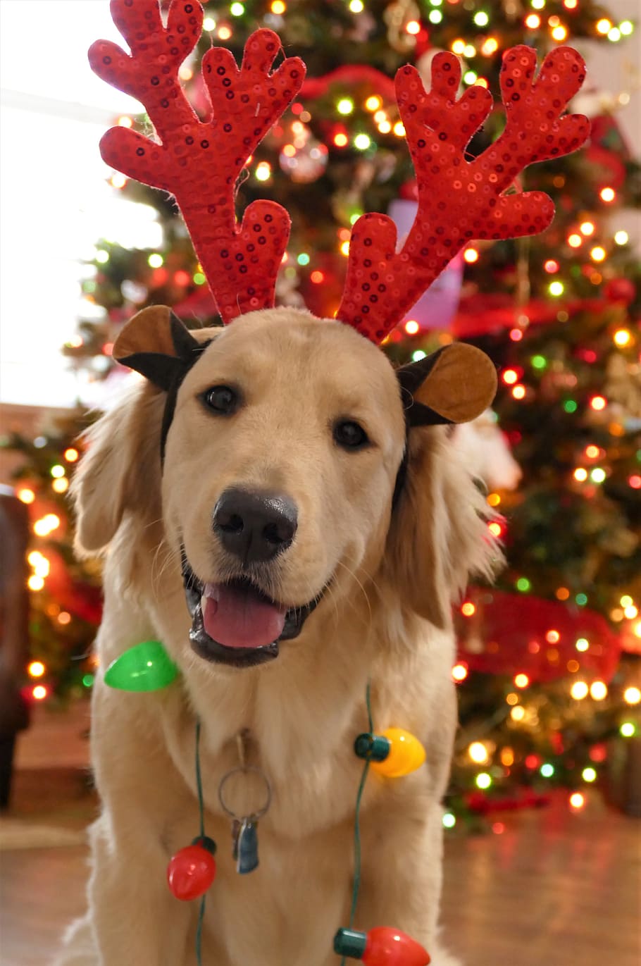 Natal, natal anjing, anjing, Manis, liburan, Hari Natal, Perayaan, musiman, potret Natal, satu binatang