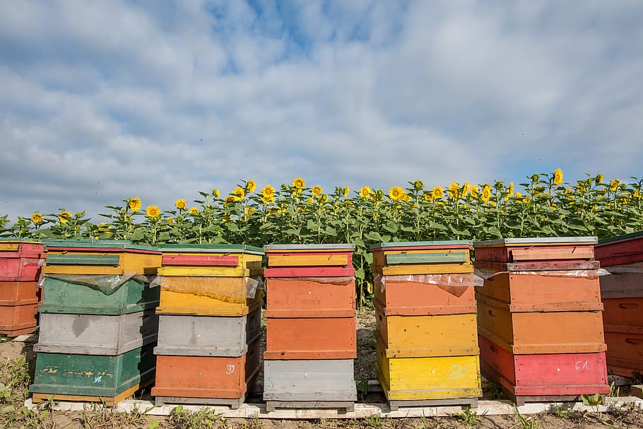 sunflower, hive, bee, agriculture, bees, nature, economy, beekeeping, beehive, border