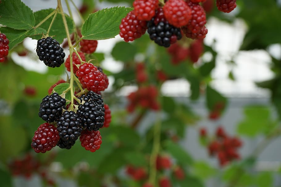 berries, nature, red, berry red, plant, fruits, red berry, black berries, fruit, black