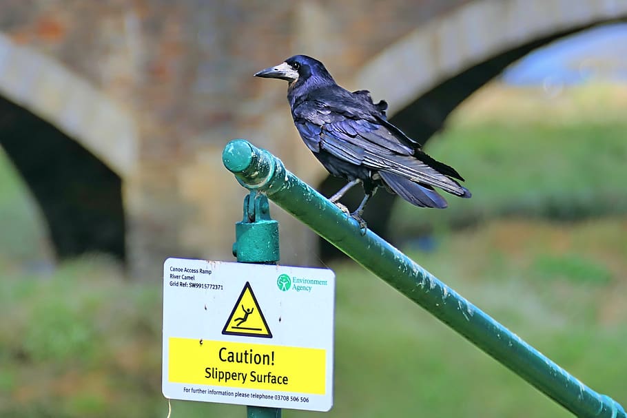 attention, caution, surface, smooth, crow, bird, dirty, slippery, railing, note