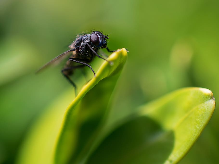 fly, insect, nature, flower, yellow flower, flora, beautiful flower, garden, invertebrate, green color