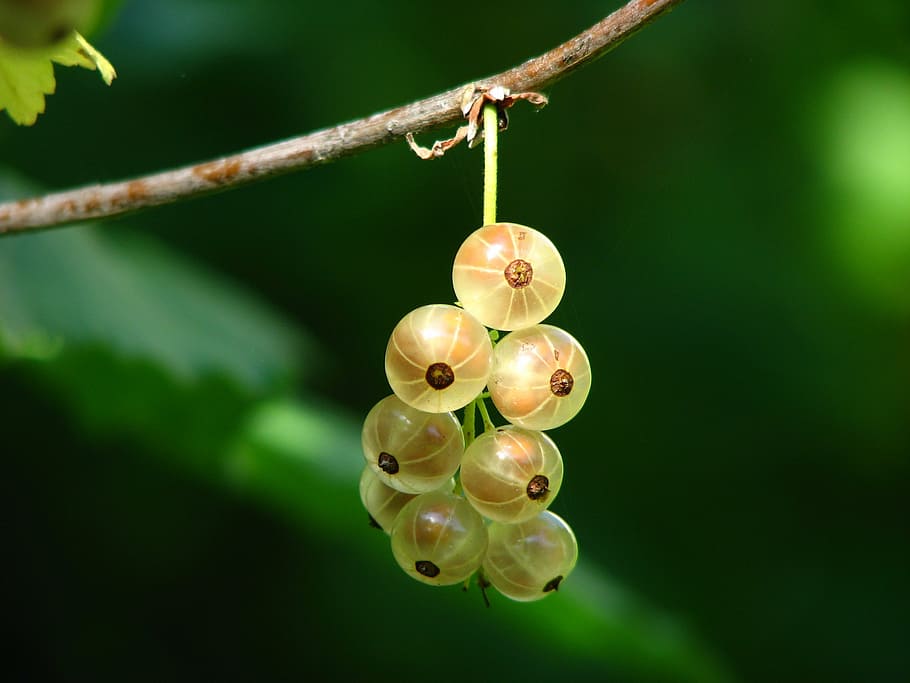 close-up photography, round yellow-and-brown fruits, currants, berries, immature, bush, light, sun, shadow, lichtspiel