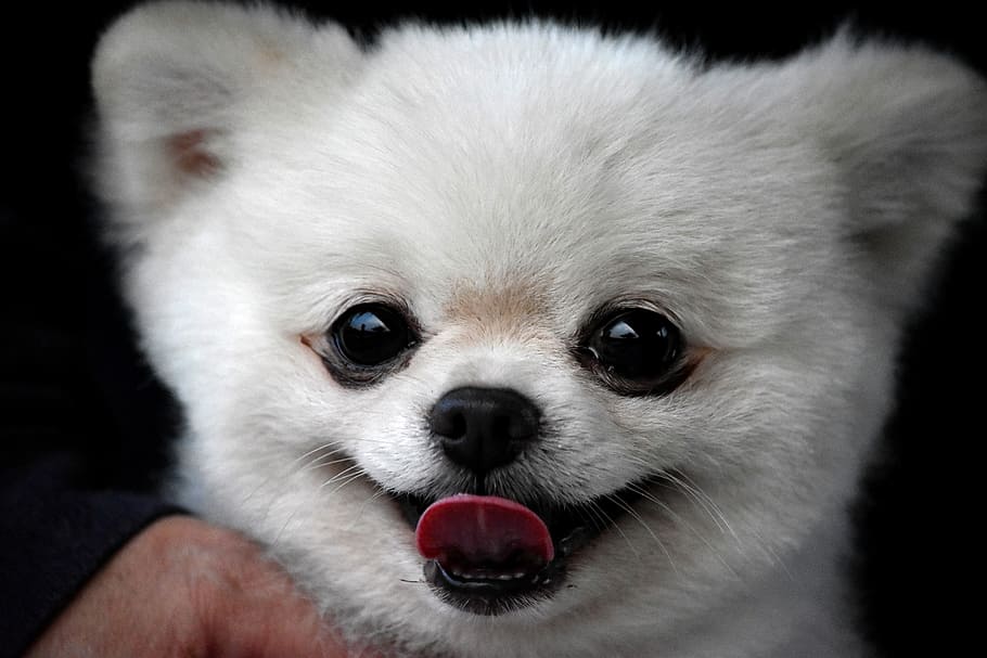 white pomeranian puppy, mammal, cute, portrait, canine, animal, dog, little, pet, puppy