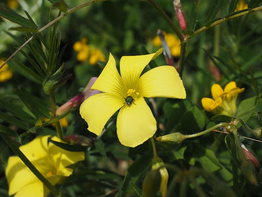 oxalis pes-caprae, flower, blossom, bloom, yellow, lemon, bright yellow, lower sorrel, oxalis cernua thunb, bolboxalis cernua