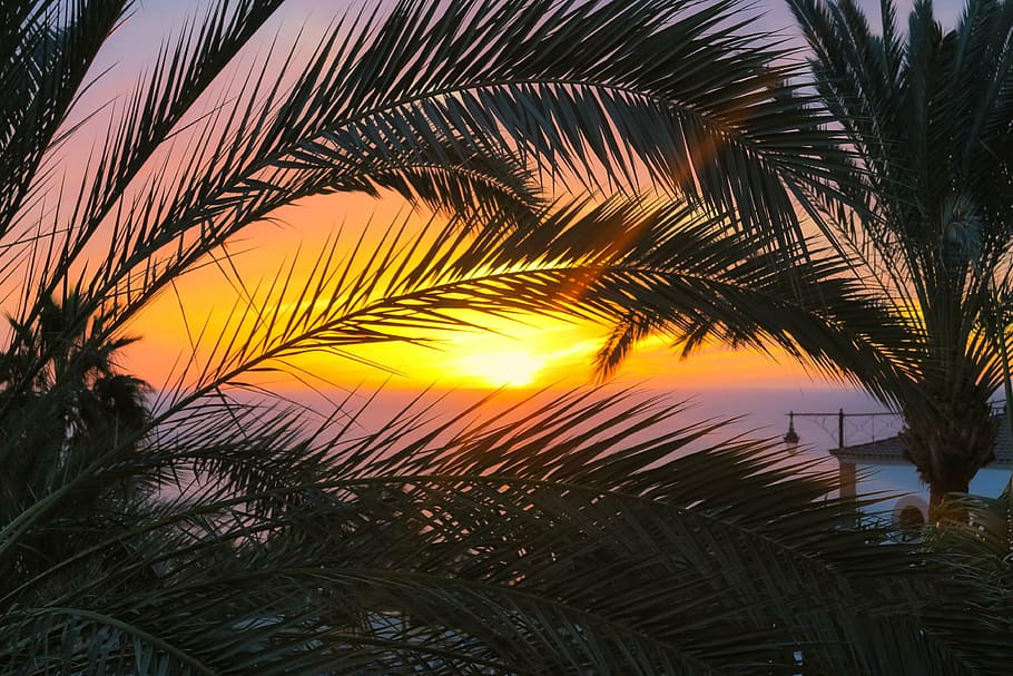 silhouette, coconut trees, seashore, palma, west, sea, sunset, evening, holidays, vacations