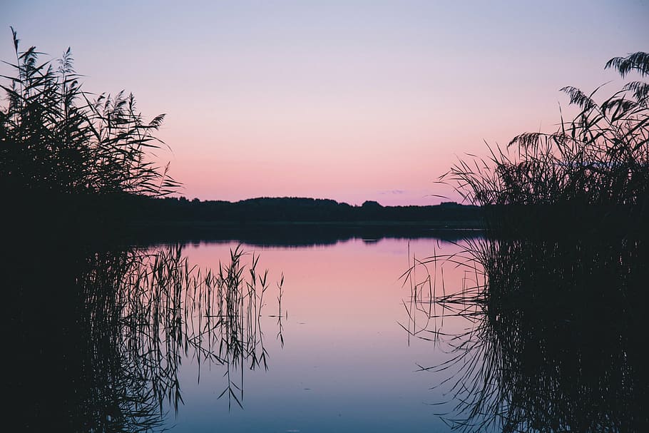 panoramic, body, water, silhouette, grasses, calm, distant, trees, lake, reflection