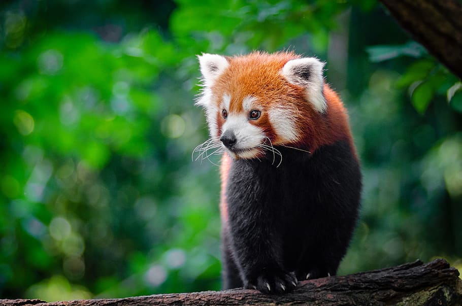 Red Panda, panda, standing, tree, branch, one animal, animal themes, animal, mammal, animal wildlife