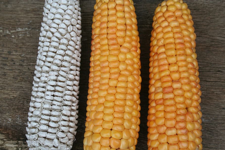 corn on the cob, corn, gold, orange, yellow, nature, vegetable mais, cereals, sweet corn, corn kernels