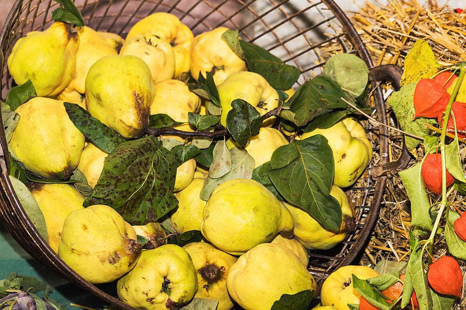 thanksgiving, festival, quince, fruit, yellow, food, basket, autumn, food and drink, healthy eating