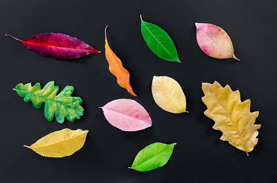 Diez, surtido de colores y formas, hojas, negro, superficie, otoño, naranja, naturaleza, rojo, amarillo