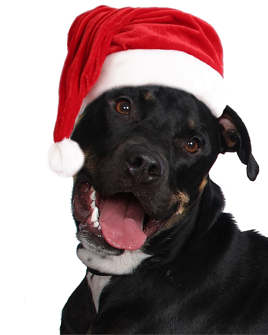 santa hat, dog, black dog, christmas, holiday, adorable, portrait, smiling, head shot, posing
