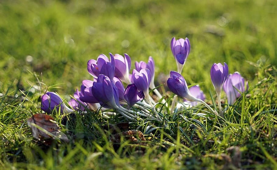 crocus, purple, spring, spring flower, early bloomer, violet, spring crocus, flowering plant, flower, plant