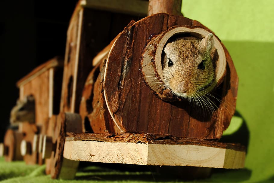 rat, wooden, train, domestic animal, rodent, gerbil, hiding place, games, animal themes, animal