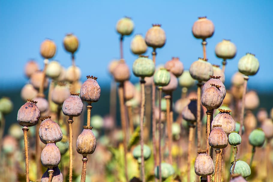 poppy capsule, nature, mohngewaechs, poppy, eat, food, summer, field of poppies, cultivation, encapsulate