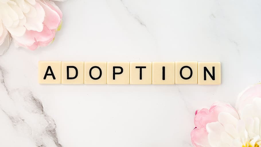 adoption, rescue, shelter, save, text, pink color, western script, close-up, flower, communication