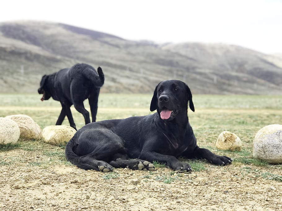 adult, black, labrador retriever, lies, grass, Black Dog, Labrador, Prairie, the black dog, dog
