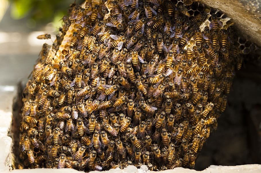 bees, hive, honey, insect, nature, beehive, natural, honeybee, honey bee, apiary