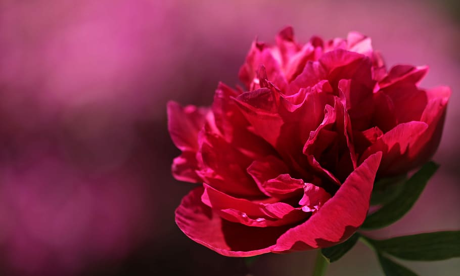 merapatkan, foto, merah, bunga petaled, mawar merah, peony, bunga, mekar, warna merah muda, alam